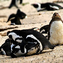 African Penguin