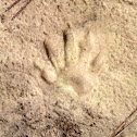 Raccoon