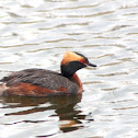 Horned Grebe - breeding plumage