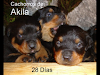 Cachorros Rottweiler Aleman