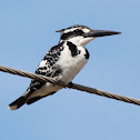 Pied Kingfisher