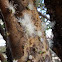 Jabuticaba