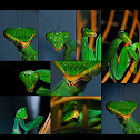 mantis