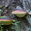 Red-Belted Polypore
