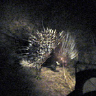 Cape porcupine