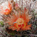 Fishhook Barrel Cactus