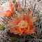 Fishhook Barrel Cactus