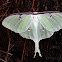 Luna Moth