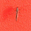 Non-biting Midge