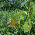 Spotted Jewelweed