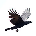 American Crow