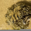 mangrove jellyfish