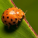 Ladybird
