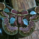 Rothschildia Moth