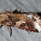 Yellow-striped Armyworm Moth