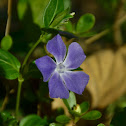 Periwinkle