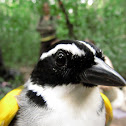 Pectoral Sparrow