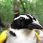Pectoral Sparrow