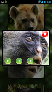 How to download Animal Sounds Safari HD lastet apk for laptop