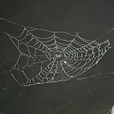 spiderweb