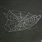 spiderweb
