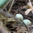 Brown Thrasher eggs