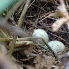Brown Thrasher eggs