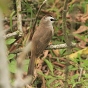 Yellow-Vented Bulbul