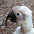 Sulphur-Crested Cockatoo