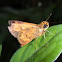 Common Dartlet