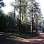 Ponderosa Pine