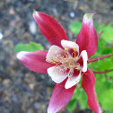 Columbine