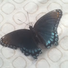 Red-spotted Purple
