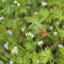Field Bedstraw