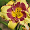 Day Lily