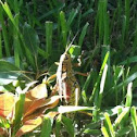 Eastern Lubber Grasshopper