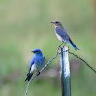 Mountain Bluebird