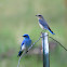 Mountain Bluebird