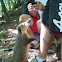 Coati
