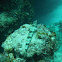 Lizardfish
