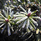 Douglas-Fir