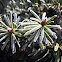 Douglas-Fir