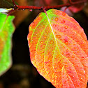Red Osier Dogwood