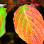 Red Osier Dogwood