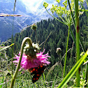 Six-spot Burnet