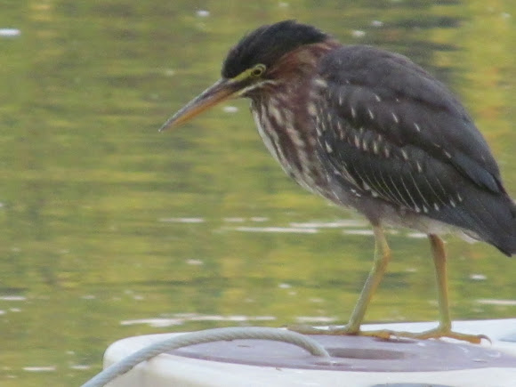 Spotting Image 1