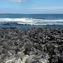 Marine Iguana