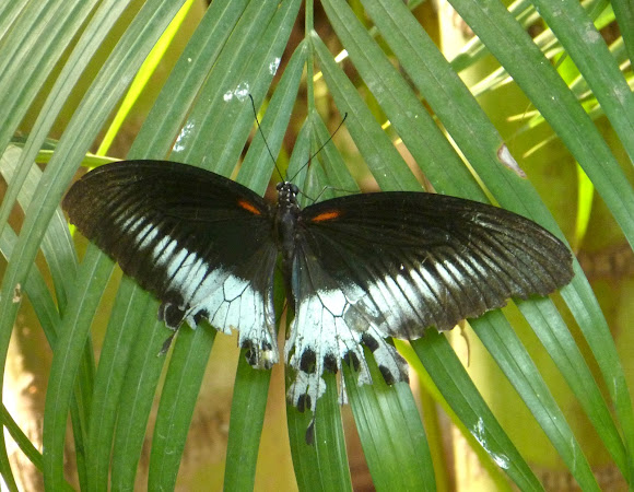 Spotting Image 1