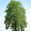 Tilia
