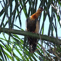 Theristicus caudatus
